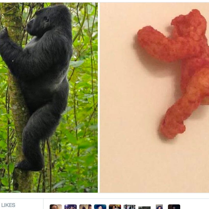 Harambe Shaped Cheeto Reaches Bid Of Nearly 100k On Ebay The prized cheeto was put up for auction on ebay under the headline: harambe shaped cheeto reaches bid of