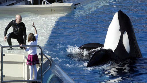 FILE - In this Nov. 26, 2006, file photo, SeaWorld Adventure Park trainer Ken Peters, left, looks to a killer whale during a performance at Shamu Stadium inside the theme park in San Diego. SeaWorld San Diego is ending its controversial and long-running killer whale show. The show that featured orcas cavorting with trainers and leaping high out of a pool ends Sunday, Jan. 8, 2017.