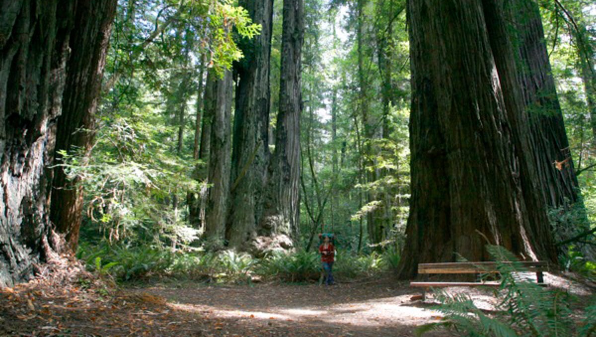 Tall Trees Grove, Redwood National Park
