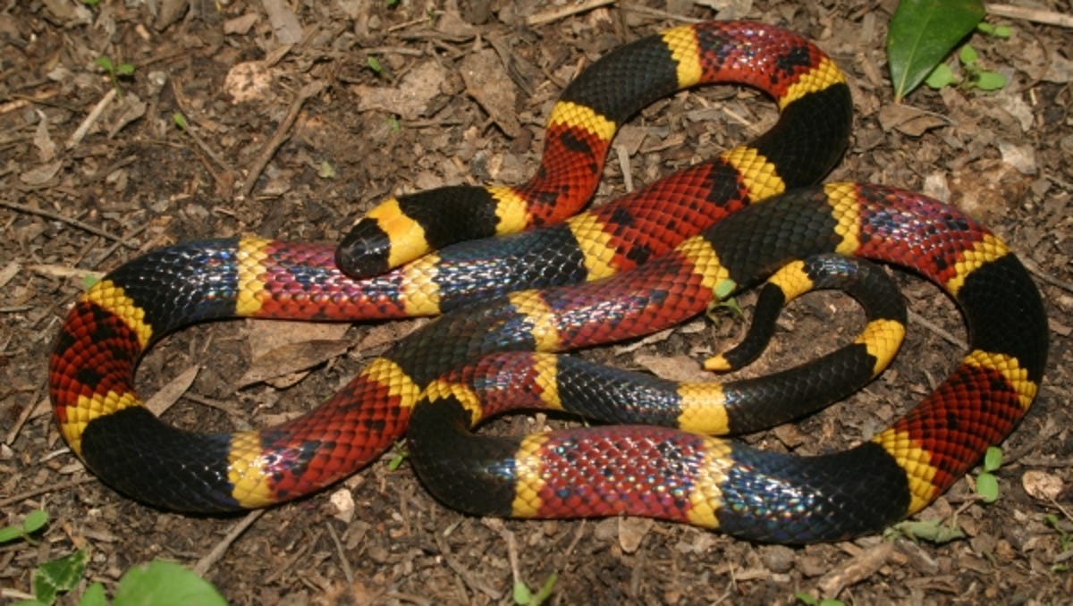 texas coral snake is the state s only