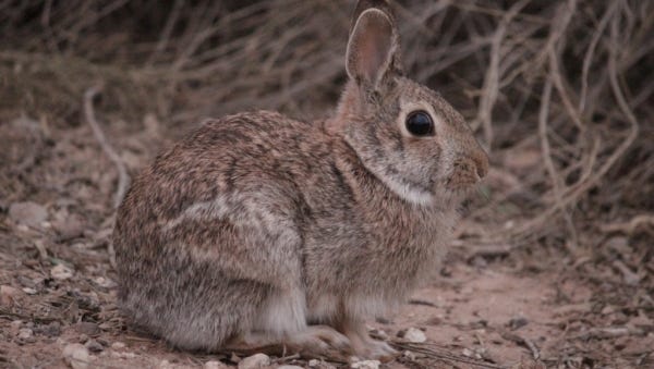 Adult eastern cottontails reach a total length of just over 16 inches, of which just over 2 inches is the tail.