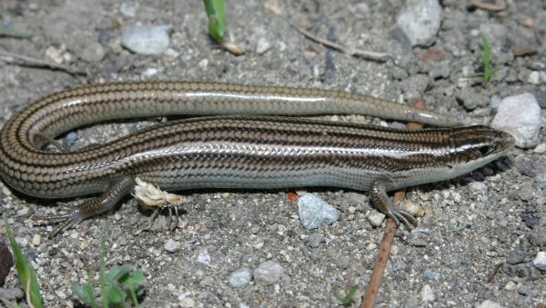The Variable Skink (Plestiodon [Eumeces] multivirgatus) is one of eight species of skinks that live in Texas.