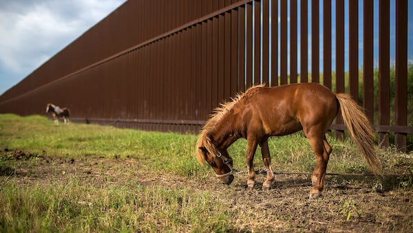 Ponies graze next to the border fence in Cameron County, Texas. The federal government seized residents' property across the Rio Grande Valley to build the fence a decade ago.
