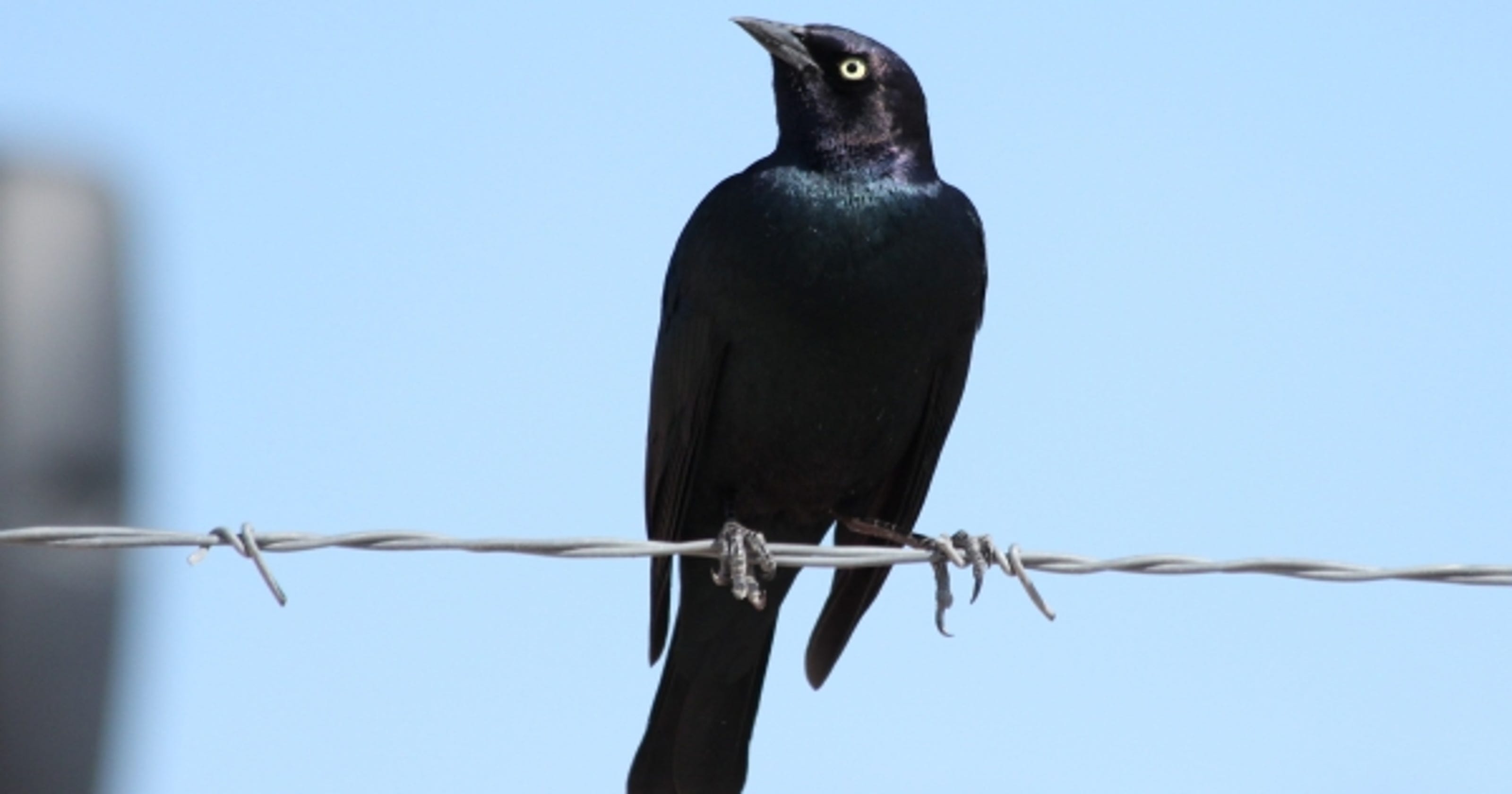 Wild About Texas Gregarious blackbirds thrive in agricultural areas