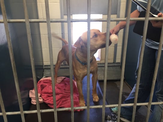 One of the shelter dogs eats a "pupsicle" made out