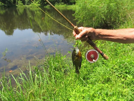 fishing rod for bluegill
