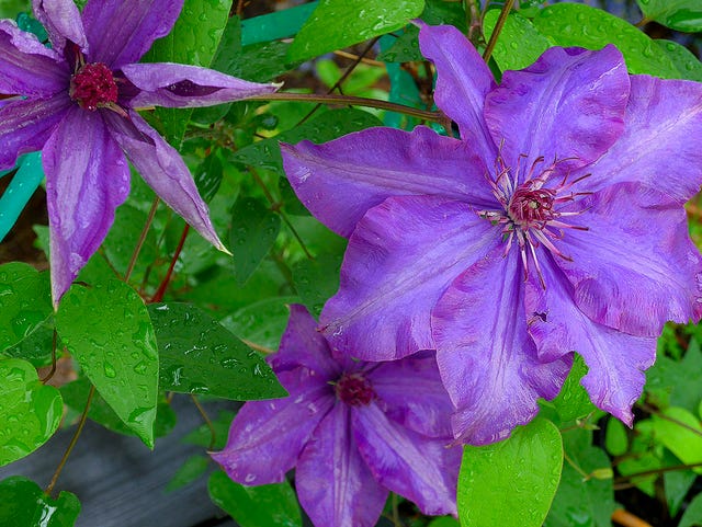 Clematis Climb Into A Special Place In The Garden
