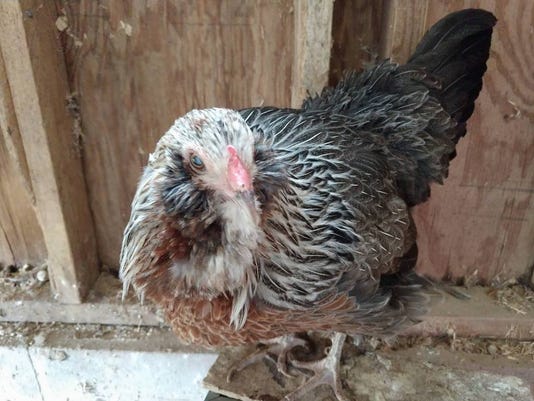 Door County Chicken Mother Hen 14 Received Eulogy From Family