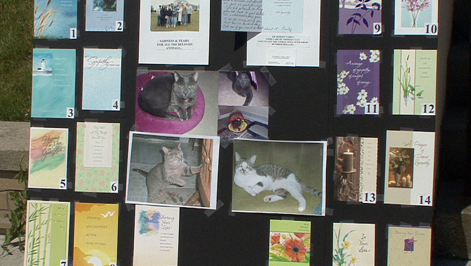 New Jersey Cat Killer Anthony Appolonia Raises Concerns In Delaware