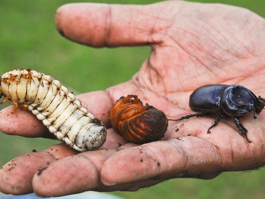 More funding to strengthen CNMI efforts against rhino beetles