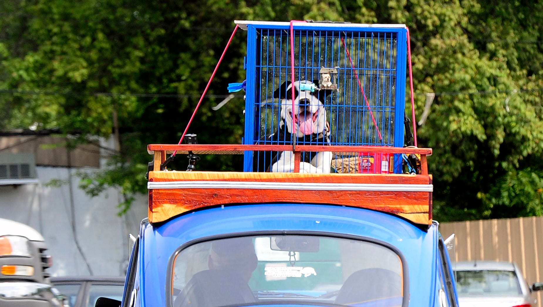 Integral pakke læder East Nashville dog has a one-of-a-kind ride