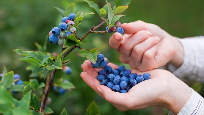 Women picking ripe blueberries