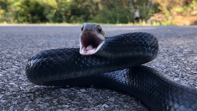 Southern black racer snake