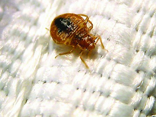 Bed Bugs On Airplanes Bed Bugs On Airplanes