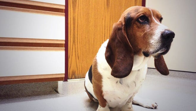 A new FDA warning could keep your dog from a vet visit.
