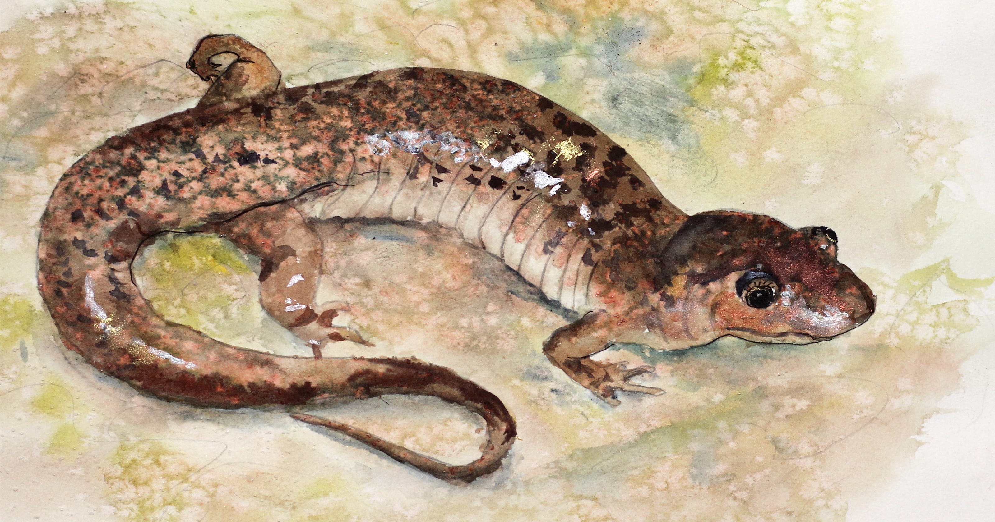 Nature Journal: Is it a salamander? Or a lizard?