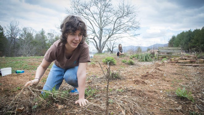 Aquilla Sellew, a sophomore from Athens, Georgia, pulls dead weeds from Warren Wilson College's dye garden.