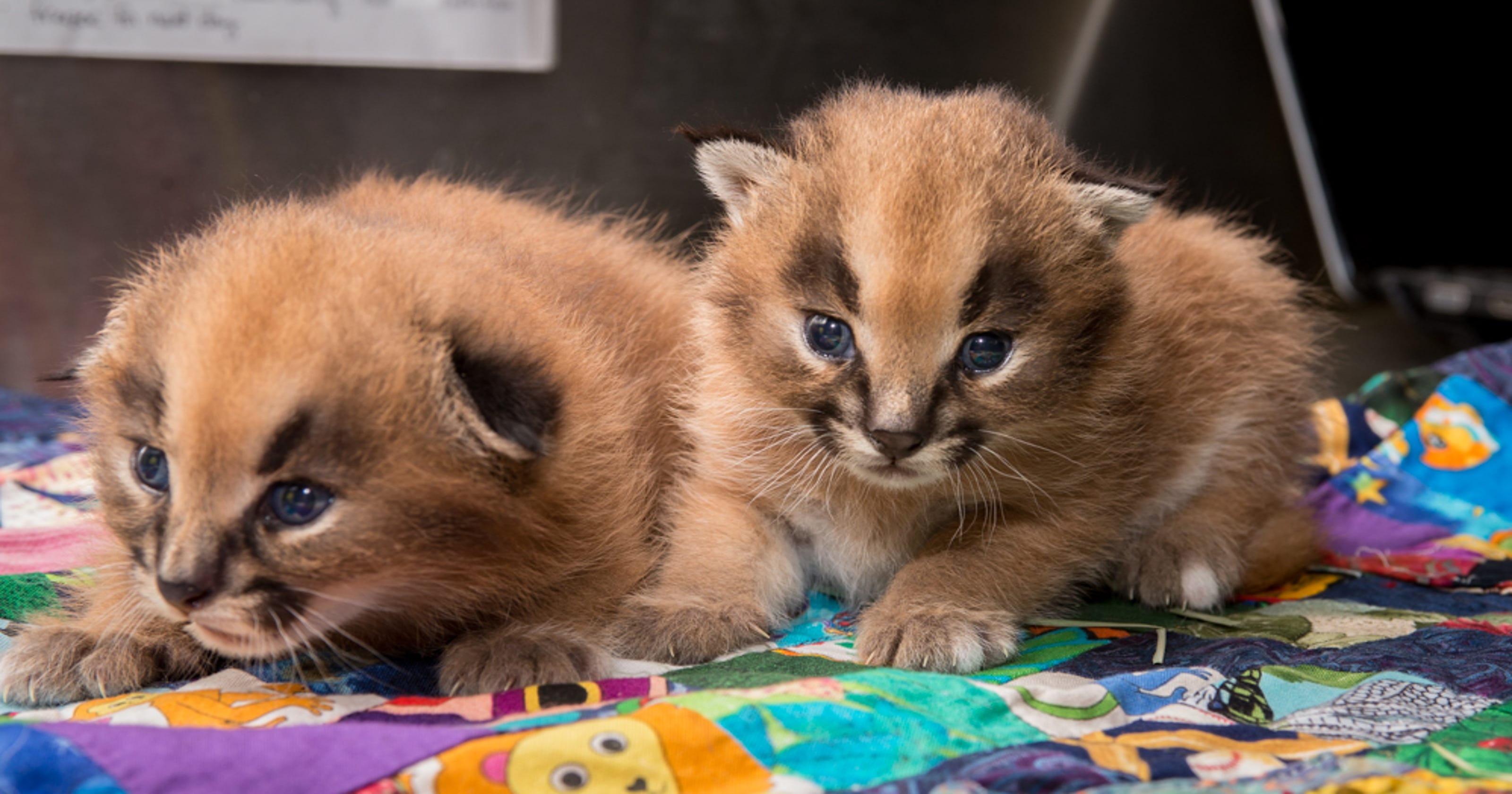 Caracal kittens bring the cute to Oregon Zoo