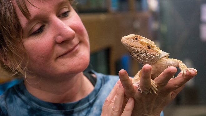Hazel Bunting holds a 6 month old Ctrus bearded dragon.