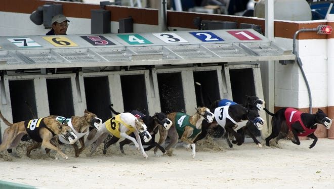 Greyhound dogs start a race at the Naples Fort Myers Greyhound Track in Bonita Springs.