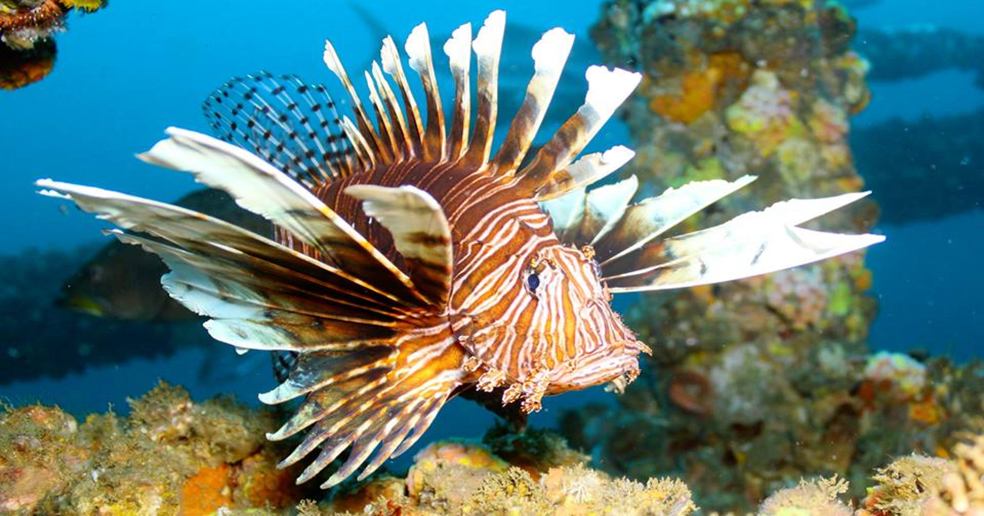 Sustainable lionfish now offered at Pittsford Wegmans