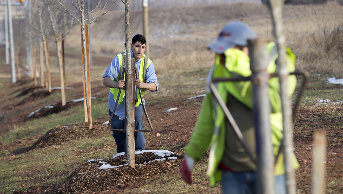 620,000 trees being planted to honor Civil War dead