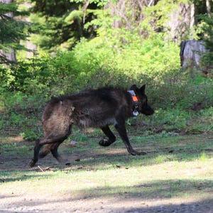 One Oregon Wolf Pack Killed Another Spared