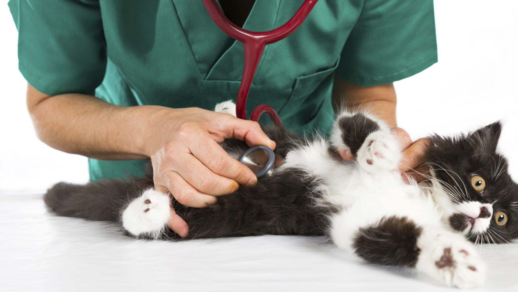 Pets Can Have Blood Pressure Woes Just Like You And Me