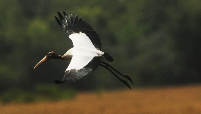 A Wood Stork takes flight after feeding along State Road 29 near Felda in July of 2009.