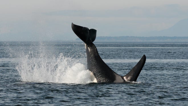 The killer whale known as J34, seen here splashing its tail in Puget Sound, likely died from "blunt force trauma."
