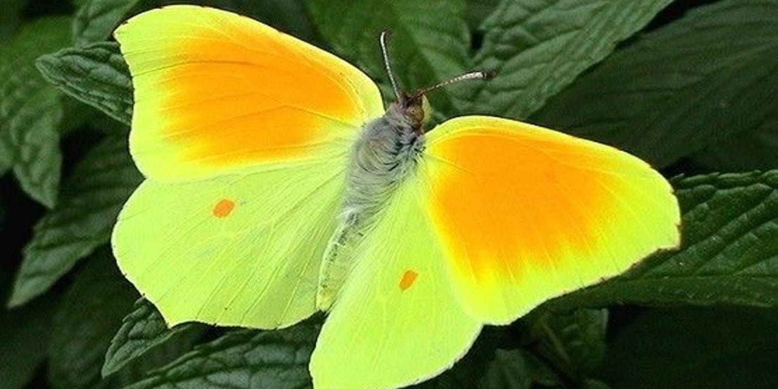 The Butterfly Guy Southwest Florida’s yellow sulphur butterflies sky