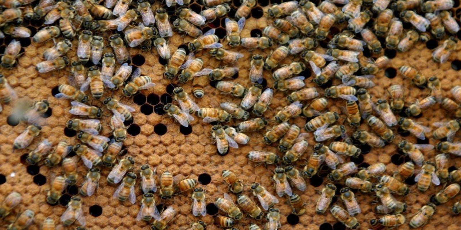 Ojai Council Abuzz Over Backyard Beekeeping