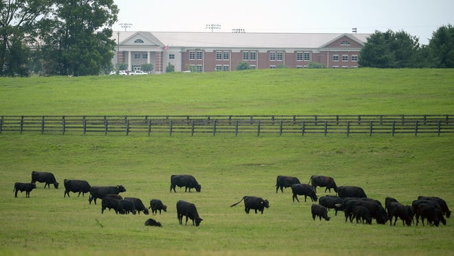 Cows graze on a farm next to Summitt High School.