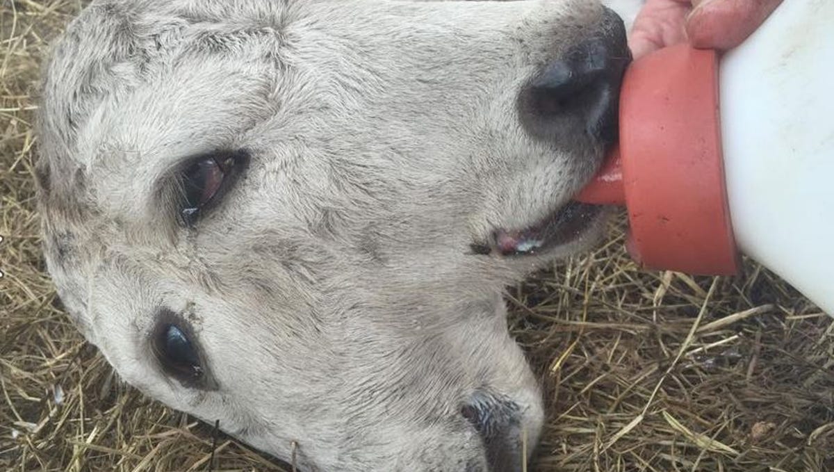 Two-headed calf born in Florida