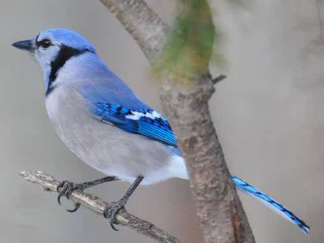 Bird Disease 21 New Jersey Deaths Remain Mystery Bird Disease 21 New Jersey Deaths Remain Mystery