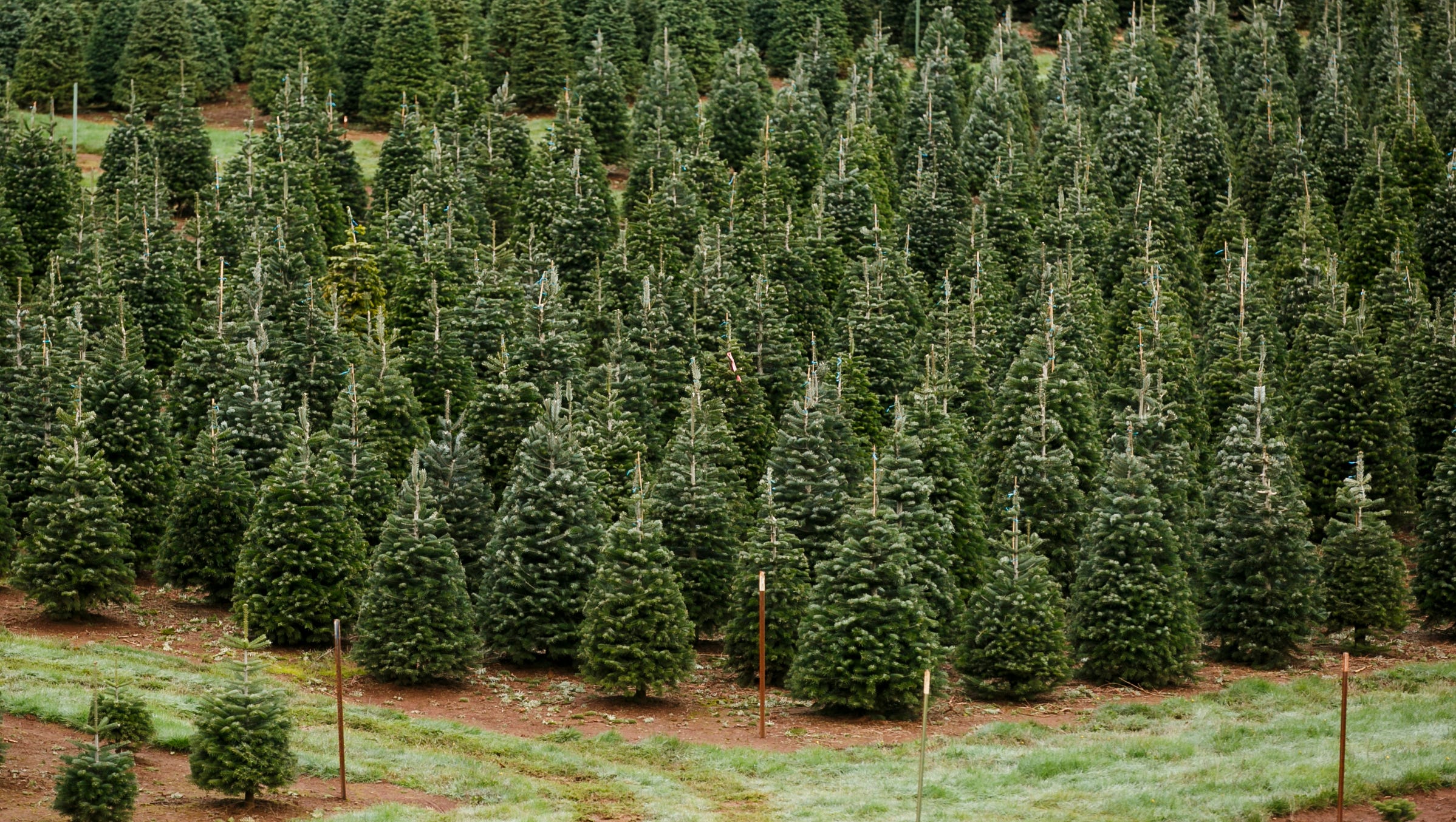 U-Cut, Pre-Cut Christmas Tree Farms In And Near Salem, Oregon
