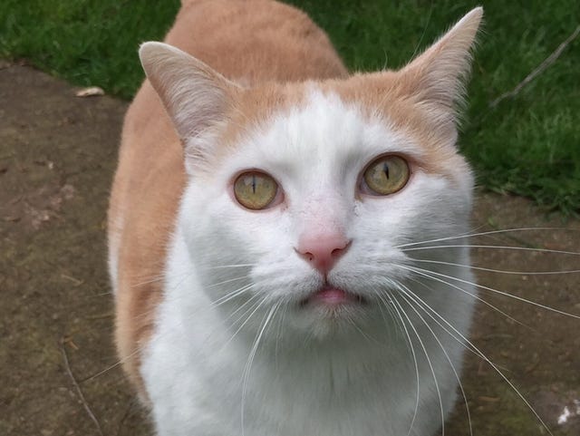 Top Tips To Prevent Indoor Cats From Escaping
