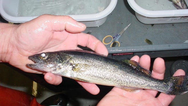 Researchers at UW-Stevens Point and its Northern Aquaculture Demonstration Facility in Bayfield are studying raising walleye in aquaculture settings. A Wisconsin Sea Grant will allow them to further explore economic and growth aspects of production.