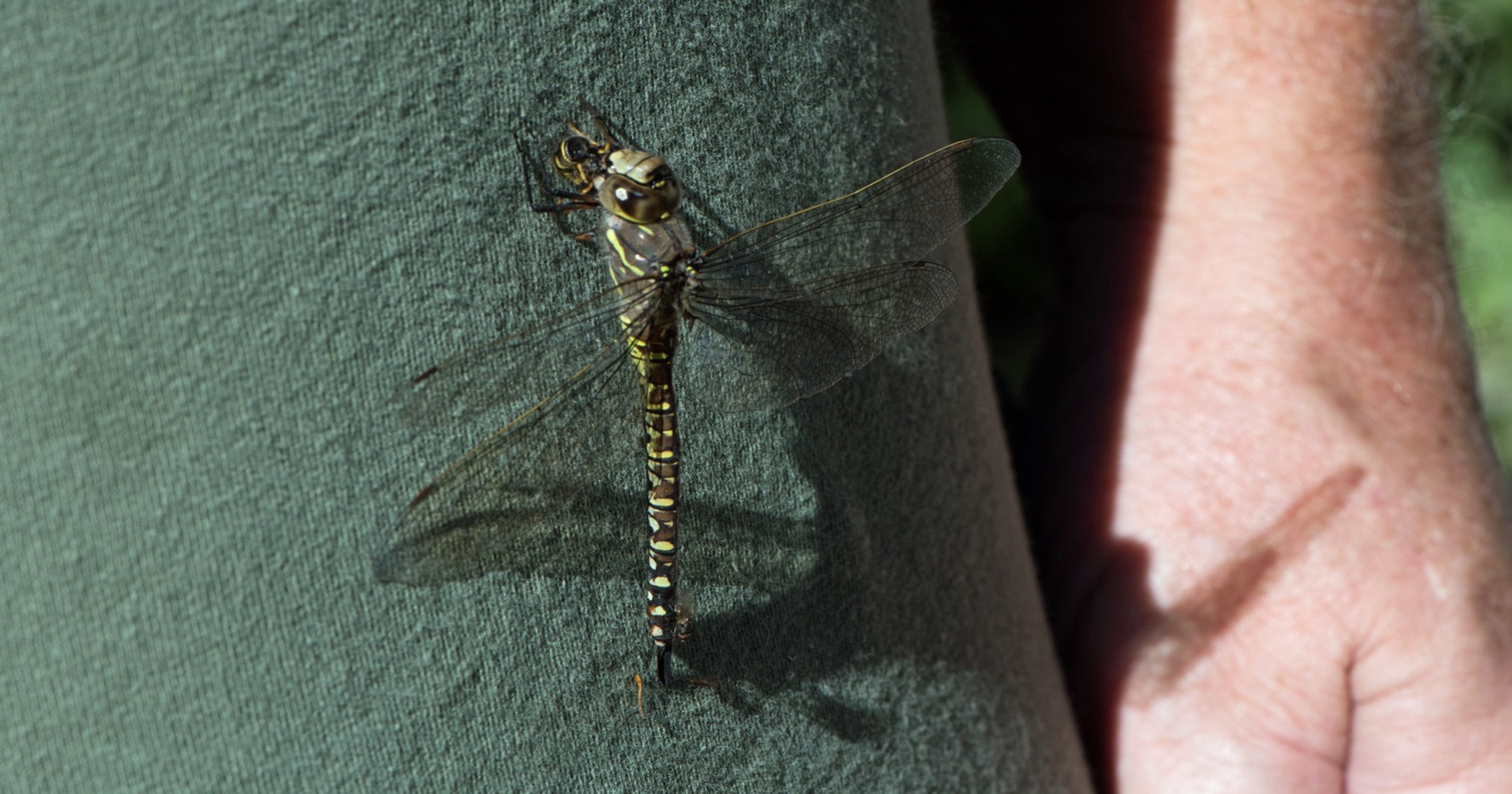 Dragonflies Are Beneficial