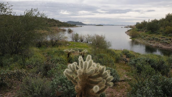 Cactus and wildlflowers (in springtime) abound on the Wild Burro Trail at Lake Pleasant Regional Park.