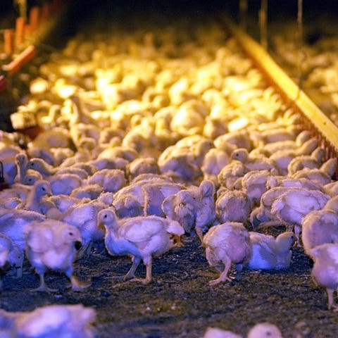 GannettDelaware poultry farmers say they have alre