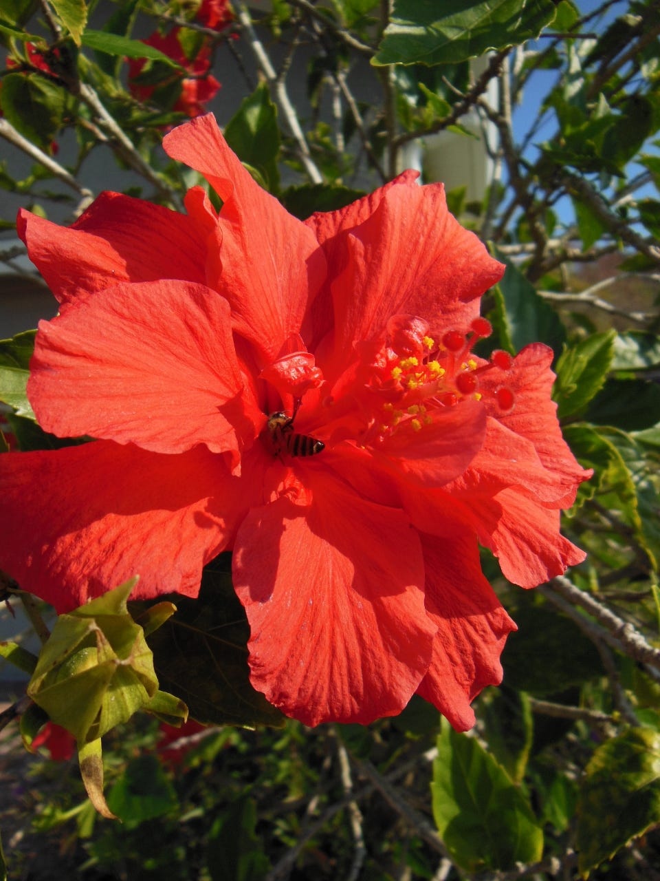 »Hibiscus need well drained soil and require regular irrigation. They