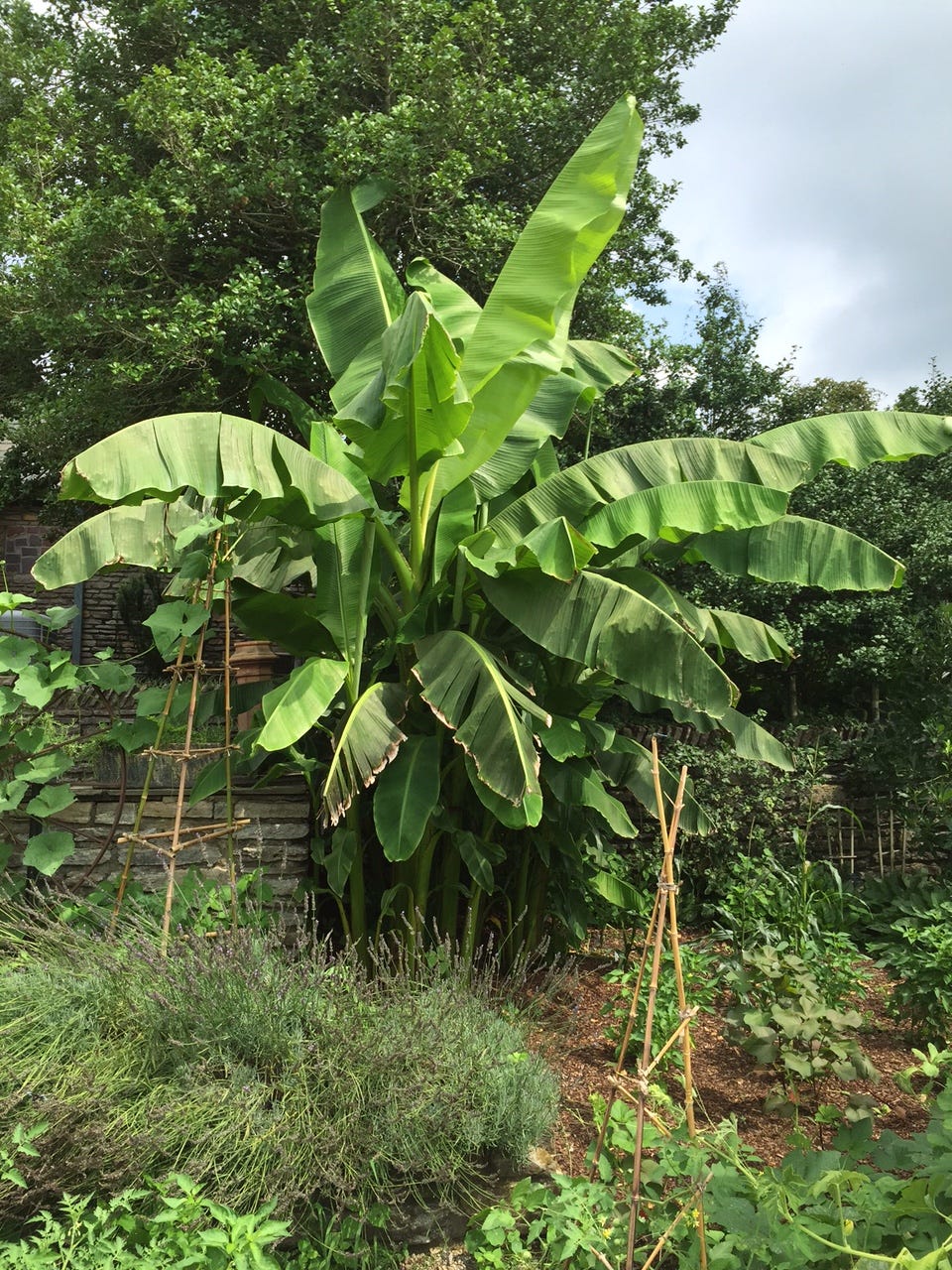 Cold Hardy Banana Makes A Show In Summer Gardens