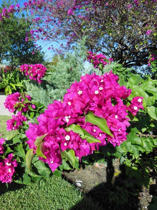 Gardening Bougainvillea in bloom