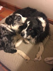 Video Captures Vehicle Killing Family Dog