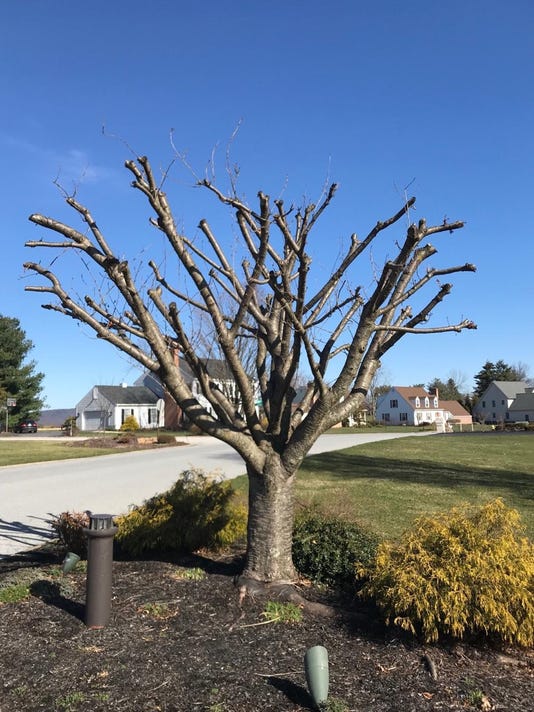 Here's what 'topping' a tree means and why you shouldn't do it