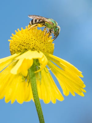 Metallic green sweat bees are one of many beautiful, effective, native pollinators who play an important role in the health of our Northwoods ecosystem.