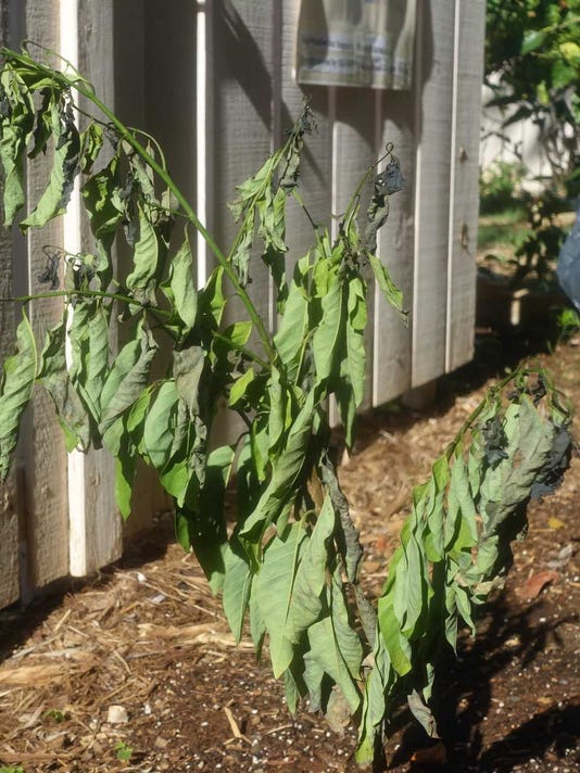 Southwest Yard and Garden Why are my plants wilting?