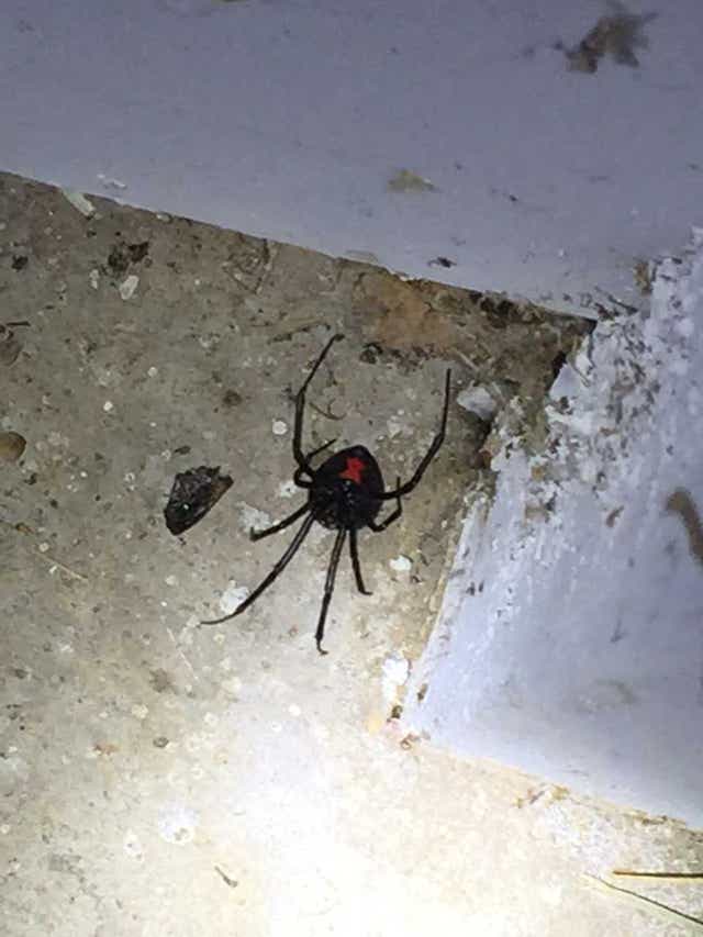 Don T Like All This Heat And Rain Neither Do Black Widow Spiders