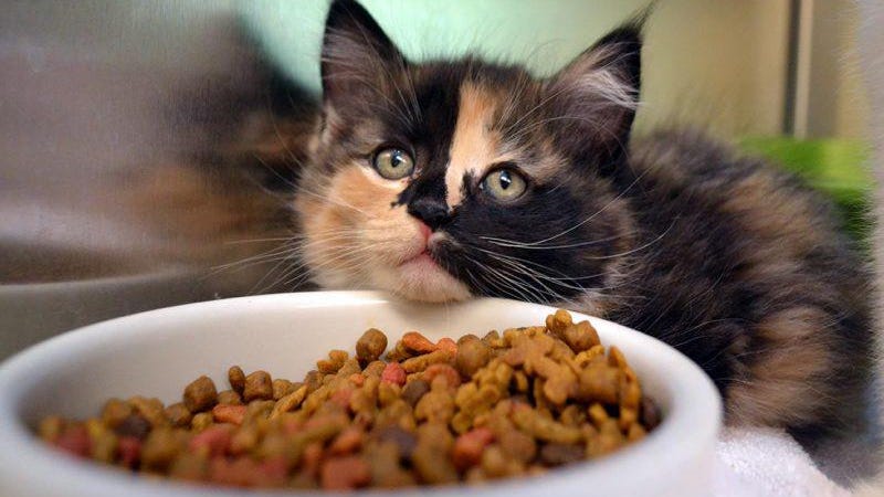 Nhspca Needs Your Help To Stock The Shelter Nhspca Needs Your Help To Stock The Shelter